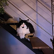 Guizmo participe au concours pour gagner de l'argent avec cette photo : cat, black_and_white, fluffy, stairs, wooden_stairs, indoor, modern, railing, plant, shadow, resting, pet, animal, feline, home, cozy, calm, quiet, relaxed, domestic