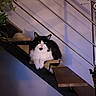animal, black_and_white, calm, cat, cozy, domestic, feline, fluffy, home, indoor, modern, pet, plant, quiet, railing, relaxed, resting, shadow, stairs, wooden_stairs