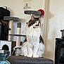 Maximus is registered to the contest to win money with this photo: animal, calm, cat, cat_tree, domestic, ears, feline, fluffy, furniture, furniture_leg, household, indoor, mammal, pet, portrait, sitting, soft, stool, tail, whiskers
