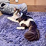 animal, cardboard_box, cat, close_up, cozy, curious, domestic, ears, feline, floor, fur, indoor, laying_down, long_hair, pet, purple_rug, relaxed, tail, toy, whiskers
