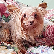 Chocolate is registered to the contest to win money with this photo: dog, small_dog, long_hair, fluffy, pet, animal, cute, brown_fur, silky_fur, bed, blanket, floral_pattern, indoor, resting, lying_down, looking_at_camera, close_up, domestic_animal, companion, cute_pet