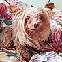 dog, small_dog, long_hair, fluffy, pet, animal, cute, brown_fur, silky_fur, bed, blanket, floral_pattern, indoor, resting, lying_down, looking_at_camera, close_up, domestic_animal, companion, cute_pet