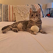 Tiger Lily is registered to the contest to win money with this photo: cat, tabby_cat, toy_ball, bed, pillow, macrame, striped_pillow, lamp, digital_clock, bedroom, feline, pet, cozy, indoors, relaxed, lying_down, whiskers, ears, fur, playful