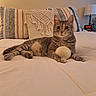 cat, tabby_cat, toy_ball, bed, pillow, macrame, striped_pillow, lamp, digital_clock, bedroom, feline, pet, cozy, indoors, relaxed, lying_down, whiskers, ears, fur, playful