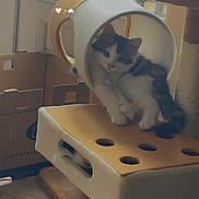Jinx a rejoint le concours — aidez-le/la à gagner de superbes lots ! kitten, cat, cat_tunnel, cat_tree, toy_mouse, indoor, window, sunlight, furniture, floor, play_structure, pet, animal, cute, fluffy, resting, curious, cozy, living_room, home