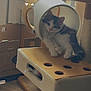 kitten, cat, cat_tunnel, cat_tree, toy_mouse, indoor, window, sunlight, furniture, floor, play_structure, pet, animal, cute, fluffy, resting, curious, cozy, living_room, home