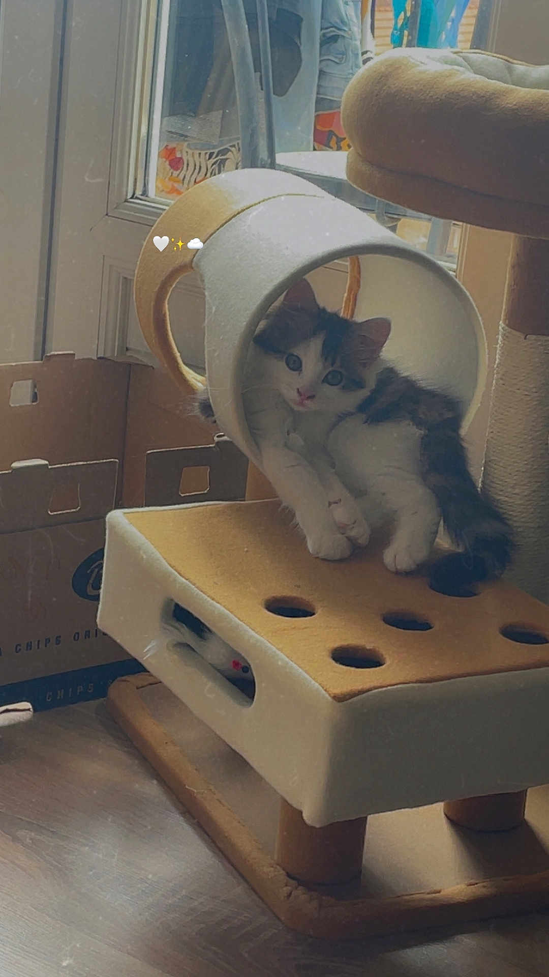 Jinx a rejoint le concours — aidez-le/la à gagner de superbes lots ! kitten, cat, cat_tunnel, cat_tree, toy_mouse, indoor, window, sunlight, furniture, floor, play_structure, pet, animal, cute, fluffy, resting, curious, cozy, living_room, home
