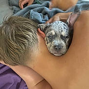Eros participe au concours pour gagner de l'argent avec cette photo : animal, back, bed, blanket, casual, closeup, comfort, companion, cuddle, dog, hand, home, indoor, person, puppy, relaxation, resting, skin, soft, young