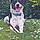 Tyson