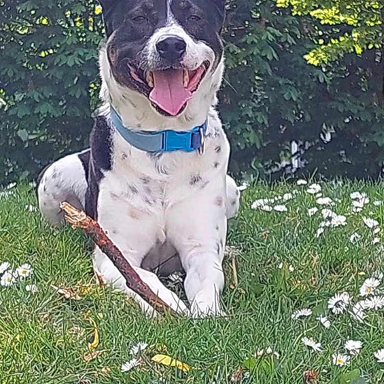 Tyson
