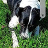Tyson participe au concours pour gagner de l'argent avec cette photo : animal, black_and_white, canine, close_up, daylight, dog, field, fur, grass, green, lying_down, mobile_phone, nature, outdoor, pet, photo_screenshot, portrait, resting, sniffing, summer