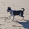 Tyson participe au concours pour gagner de l'argent avec cette photo : animal, beach, black_and_white, canine, collar, daytime, dog, ears_up, footprints, happy, nature, outdoor, pet, playful, sand, shadow, sunlight, sunny, tongue_out, walking