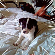 Tyson a rejoint le concours — aidez-le/la à gagner de superbes lots ! affectionate, animal, bed, black_and_white, comic_lines, cute, dog, hand, heart_emoji, household_items, indoor, looking_at_camera, lying_down, person, pet, playful, puppy, room, text_overlay, white_bed_sheets