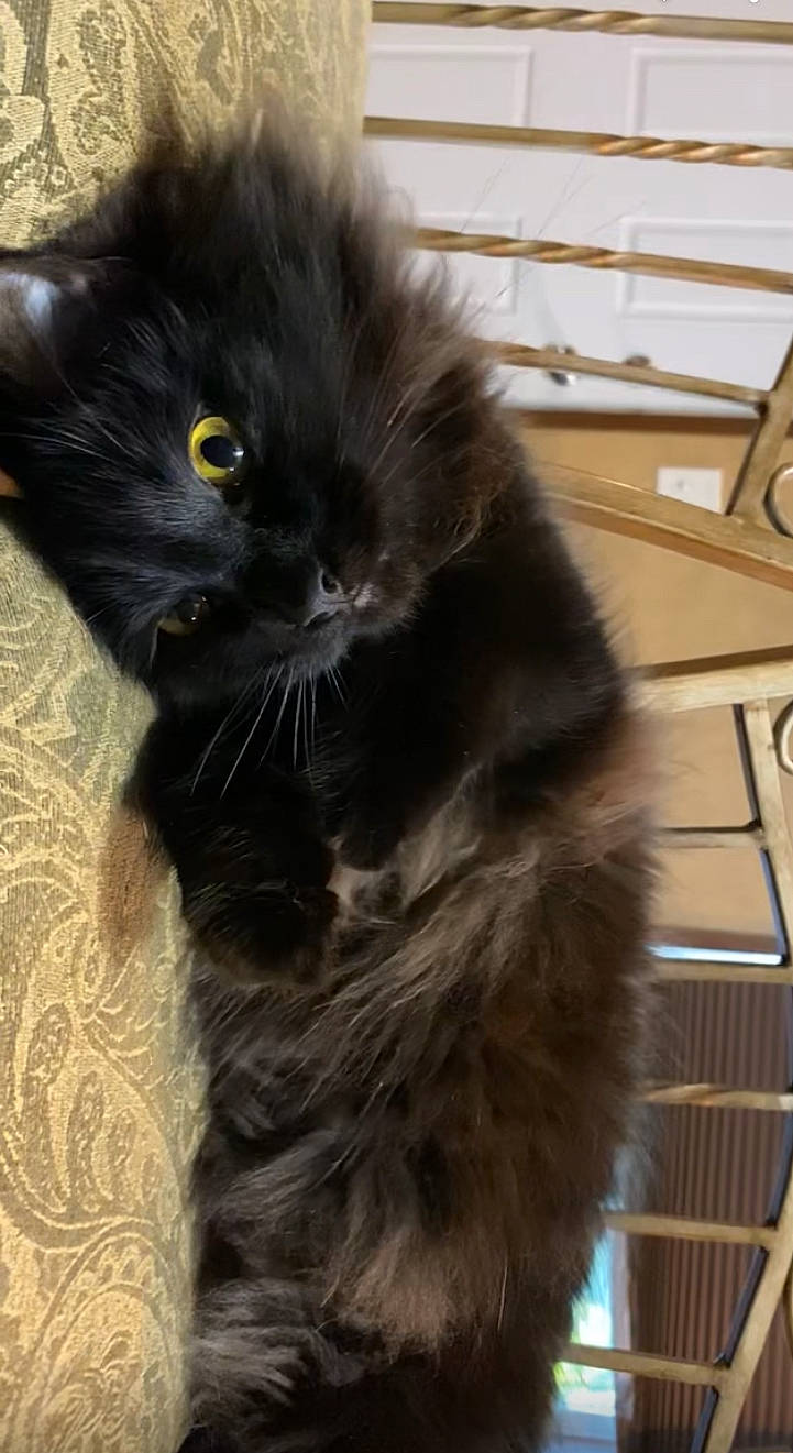 Sushi is registered to the contest to win money with this photo: black_cat, bombay, carnivore, cat, claw, comfort, domestic_short_haired_cat, felidae, foot, fur, paw, small_to_medium_sized_cats, snout, tail, terrestrial_animal, whiskers