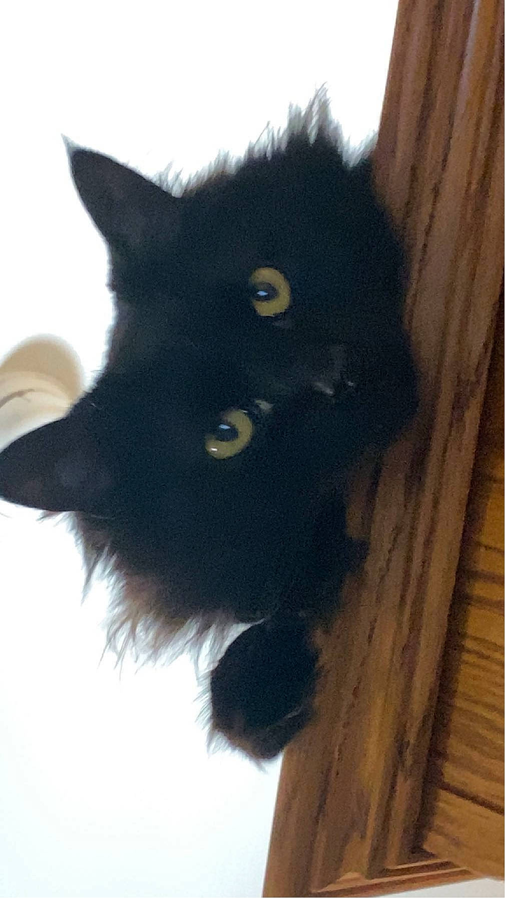 Sushi is registered to the contest to win money with this photo: black_cat, carnivore, cat, claw, domestic_short_haired_cat, door, felidae, fur, hardwood, paw, small_to_medium_sized_cats, snout, tail, terrestrial_animal, whiskers, window, wood