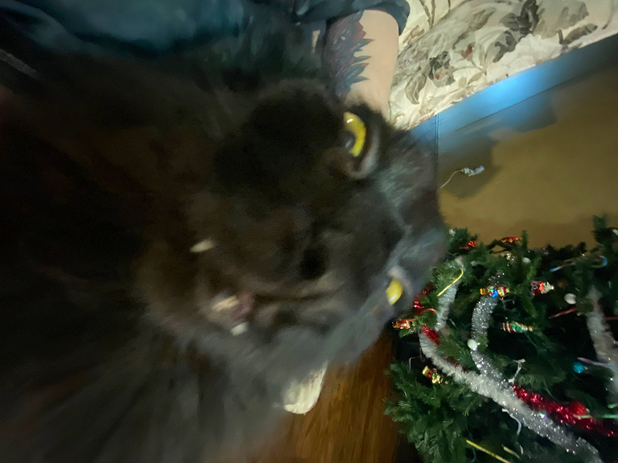 Sushi is registered to the contest to win money with this photo: carnivore, cat, christmas_decoration, christmas_ornament, christmas_tree, conifer, domestic_short_haired_cat, event, evergreen, felidae, fur, holiday, holiday_ornament, midnight, ornament, small_to_medium_sized_cats, tail, tradition, tree, whiskers