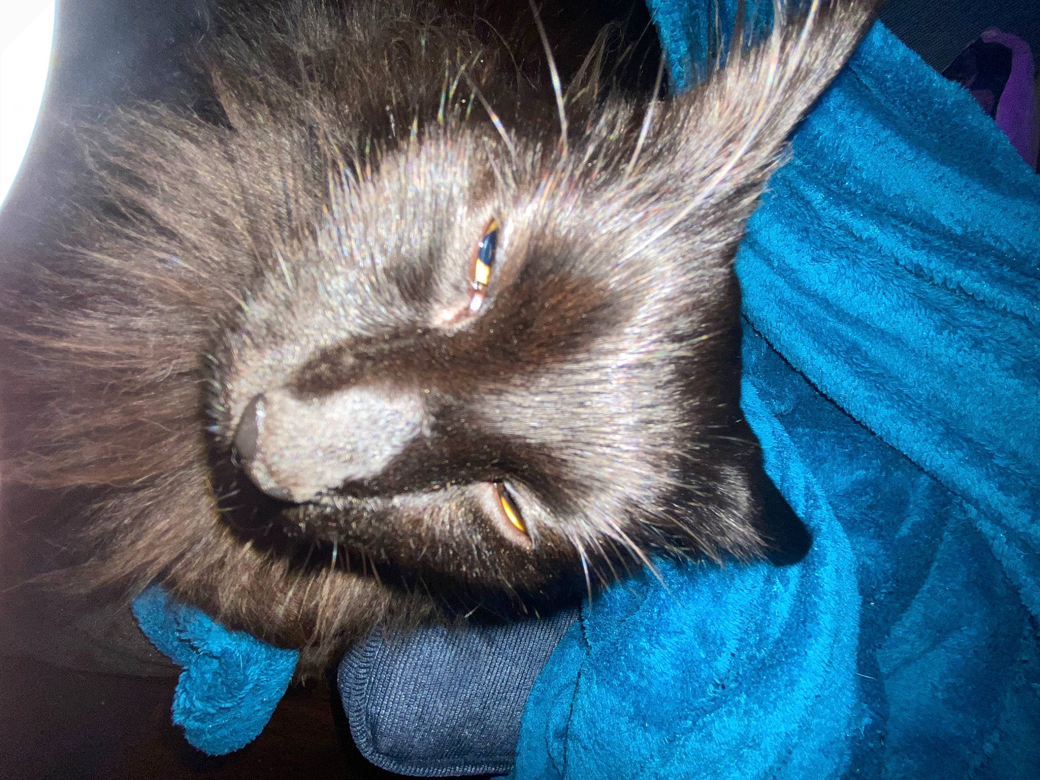 Sushi is registered to the contest to win money with this photo: black_cat, carnivore, cat, claw, close_up, comfort, domestic_short_haired_cat, ear, electric_blue, eye, felidae, fur, human_leg, nap, paw, sleep, small_to_medium_sized_cats, snout, tail, whiskers