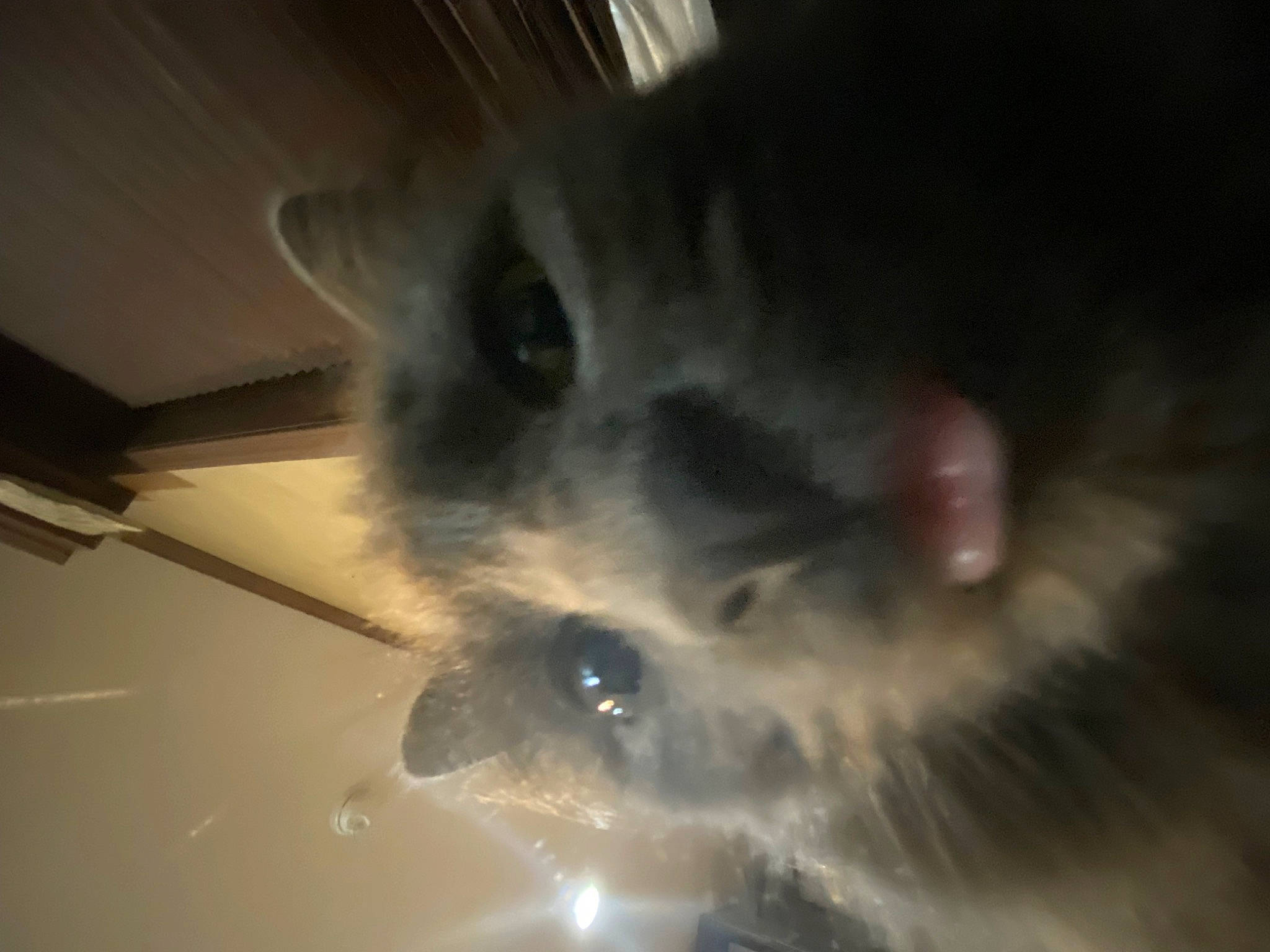 Dumpling joined the competition — help win amazing prizes! canidae, carnivore, cat, ceiling, claw, dog_breed, domestic_short_haired_cat, fawn, felidae, flooring, fur, hardwood, paw, photo_caption, small_to_medium_sized_cats, snout, tail, whiskers, wood