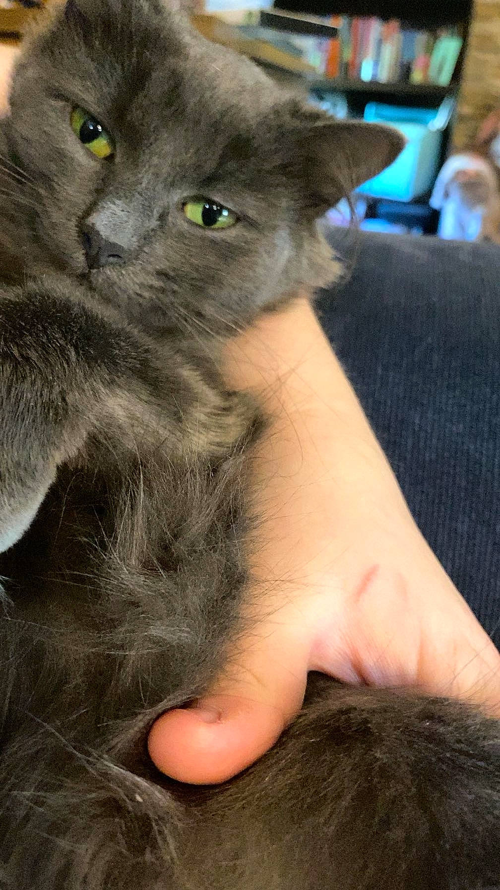 Dumpling is registered to the contest to win money with this photo: carnivore, cat, claw, comfort, domestic_short_haired_cat, felidae, foot, fur, gesture, human_leg, nail, russian_blue, small_to_medium_sized_cats, snout, terrestrial_animal, whiskers