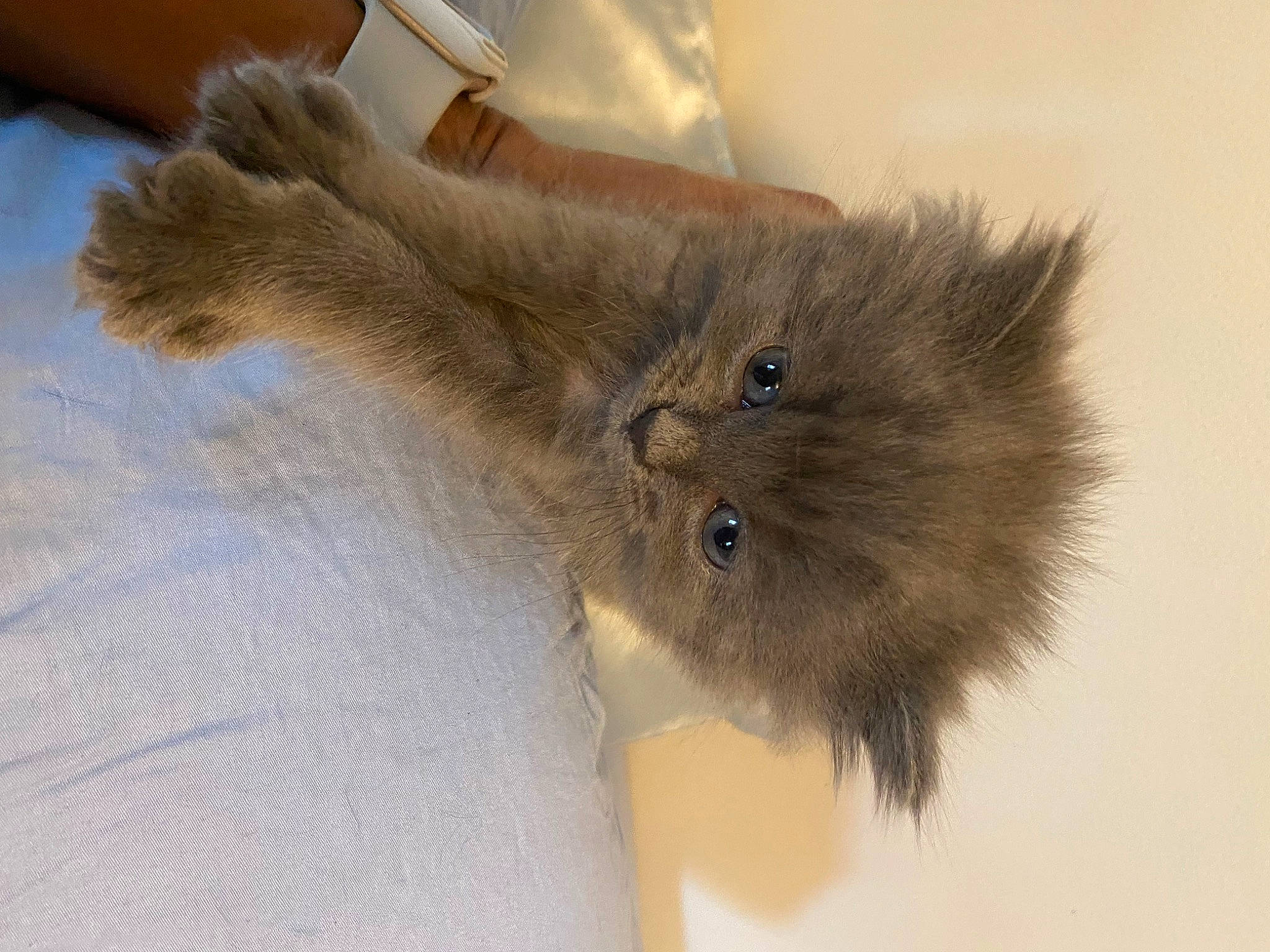 Dumpling is registered to the contest to win money with this photo: british_longhair, canidae, carnivore, cat, claw, dog_breed, fawn, felidae, fur, liver, paw, rodent, small_to_medium_sized_cats, snout, tail, terrestrial_animal, whiskers