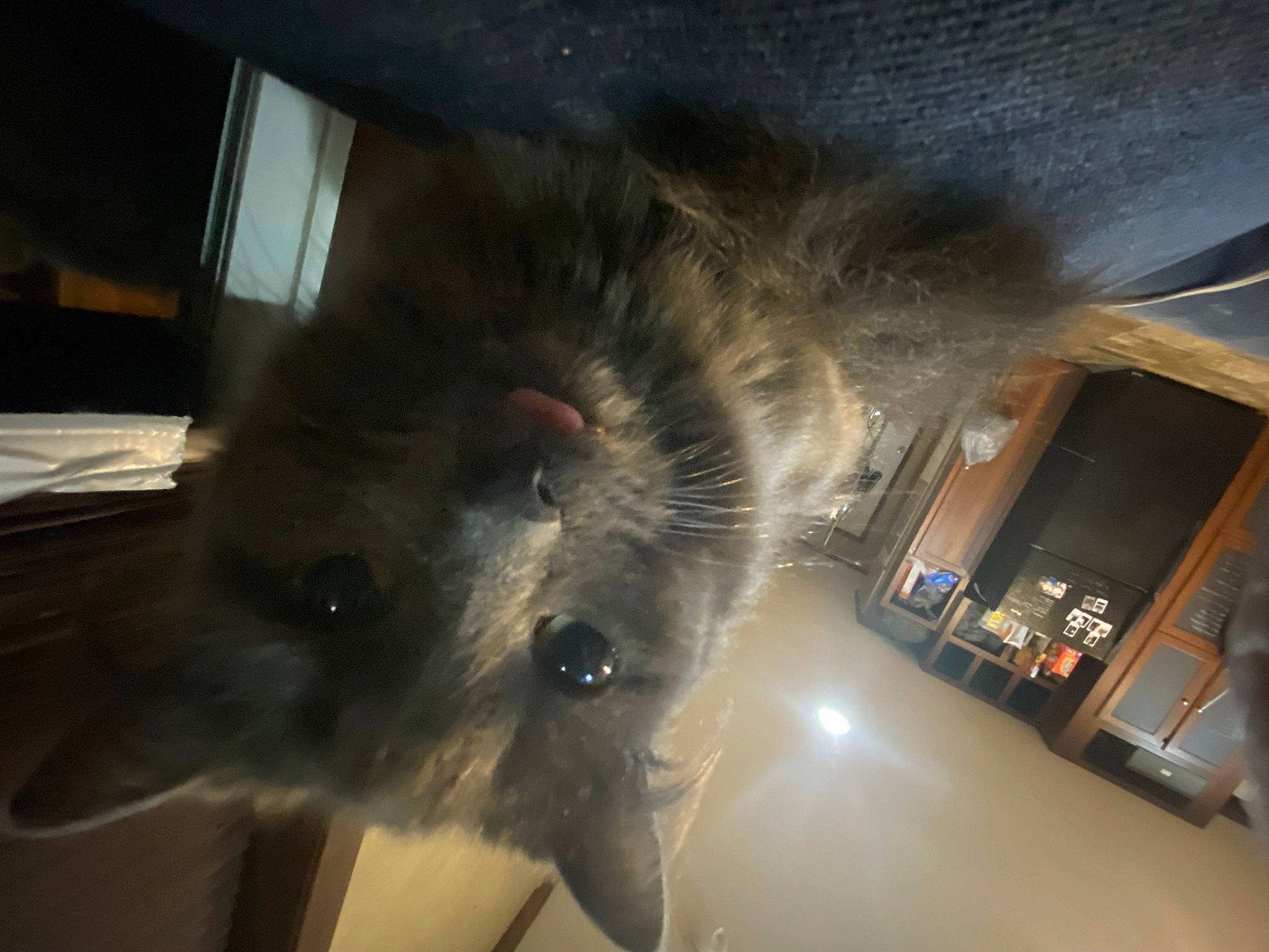 Dumpling is registered to the contest to win money with this photo: canidae, carnivore, cat, companion_dog, dog_breed, ear, felidae, flooring, fur, gas, machine, room, small_to_medium_sized_cats, snout, sporting_group, tail, whiskers