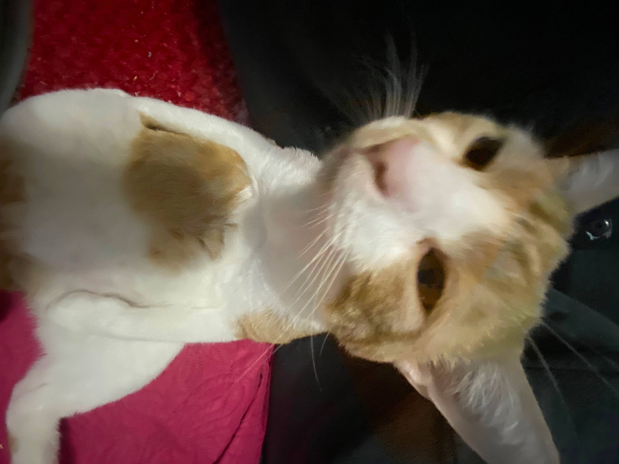 Phish is registered to the contest to win money with this photo: canidae, carnivore, cat, claw, comfort, companion_dog, dog_breed, domestic_short_haired_cat, ear, fang, fawn, felidae, fur, paw, small_to_medium_sized_cats, snout, tail, whiskers