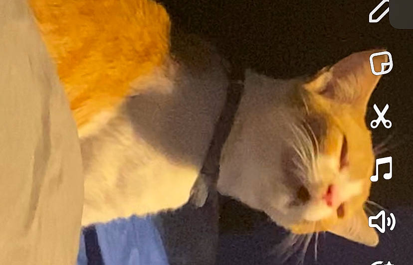 Phish joined the competition — help win amazing prizes! carnivore, cat, domestic_short_haired_cat, ear, eye, fawn, felidae, fur, human_body, orange, paw, small_to_medium_sized_cats, snout, tail, terrestrial_animal, whiskers