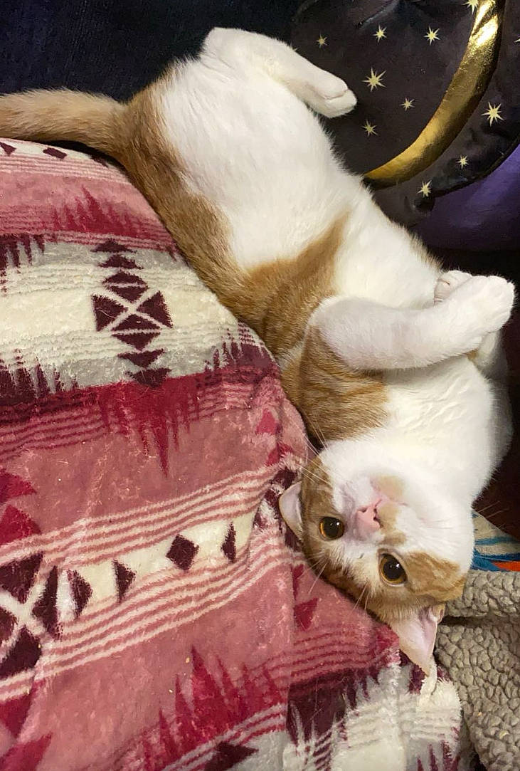 Phish is registered to the contest to win money with this photo: canidae, carnivore, cat, comfort, companion_dog, dog_breed, domestic_short_haired_cat, duvet, fawn, felidae, fur, linens, mammal, pattern, paw, small_to_medium_sized_cats, sporting_group, tail, textile, whiskers