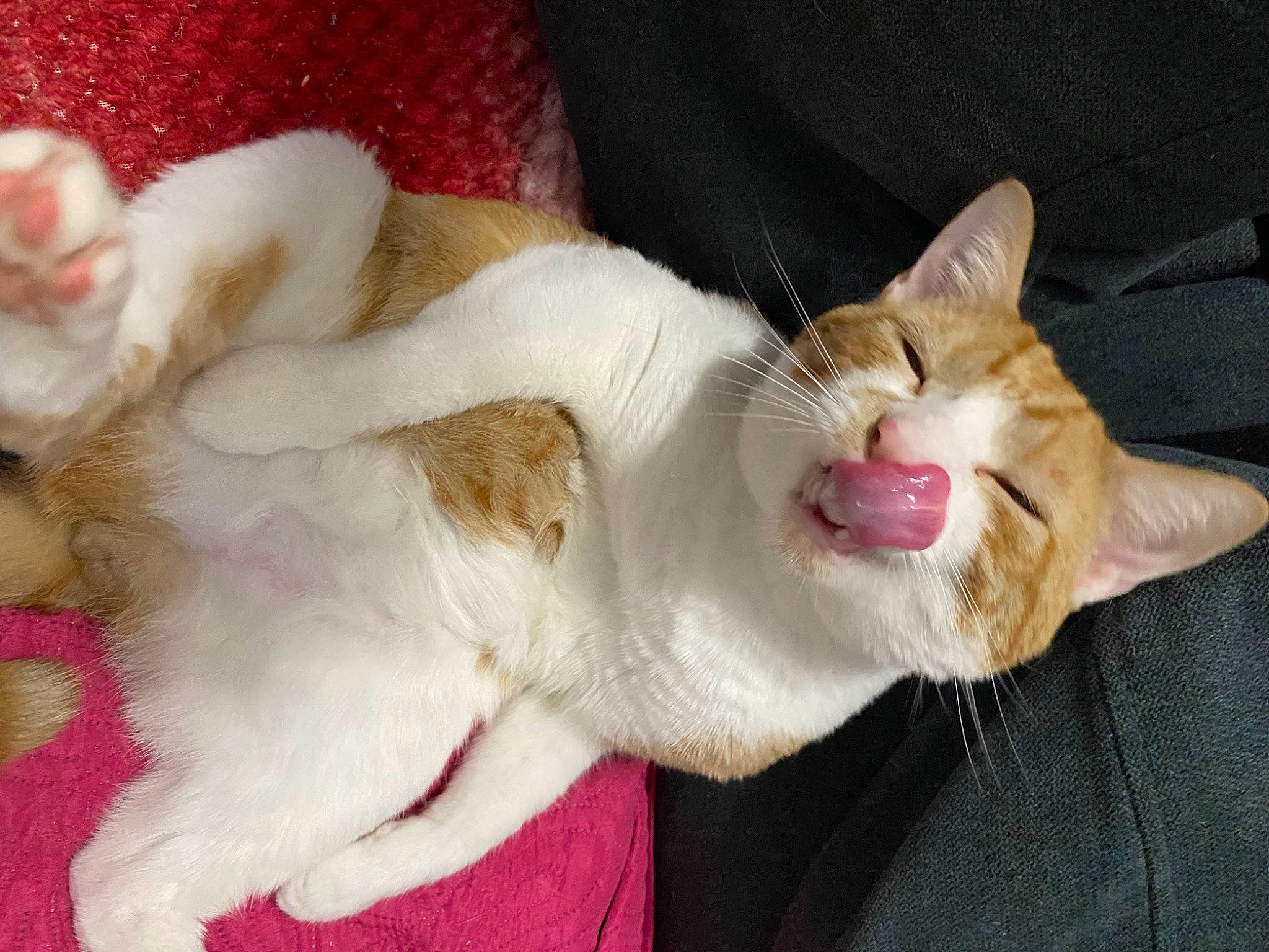 Phish joined the competition — help win amazing prizes! carnivore, cat, claw, comfort, companion_dog, dog_breed, domestic_short_haired_cat, ear, fang, fawn, felidae, foot, fur, mammal, paw, small_to_medium_sized_cats, snout, tail, vertebrate, whiskers