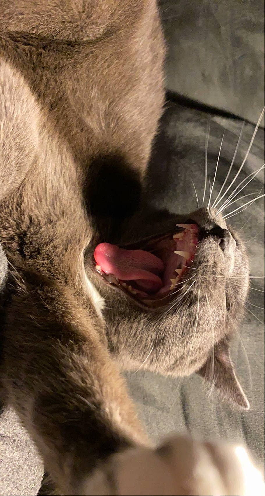Beans joined the competition — help win amazing prizes! carnivore, cat, close_up, domestic_short_haired_cat, ear, eyelash, fang, felidae, foot, fur, human_leg, jaw, liver, nose, paw, small_to_medium_sized_cats, snout, tail, whiskers, yawn