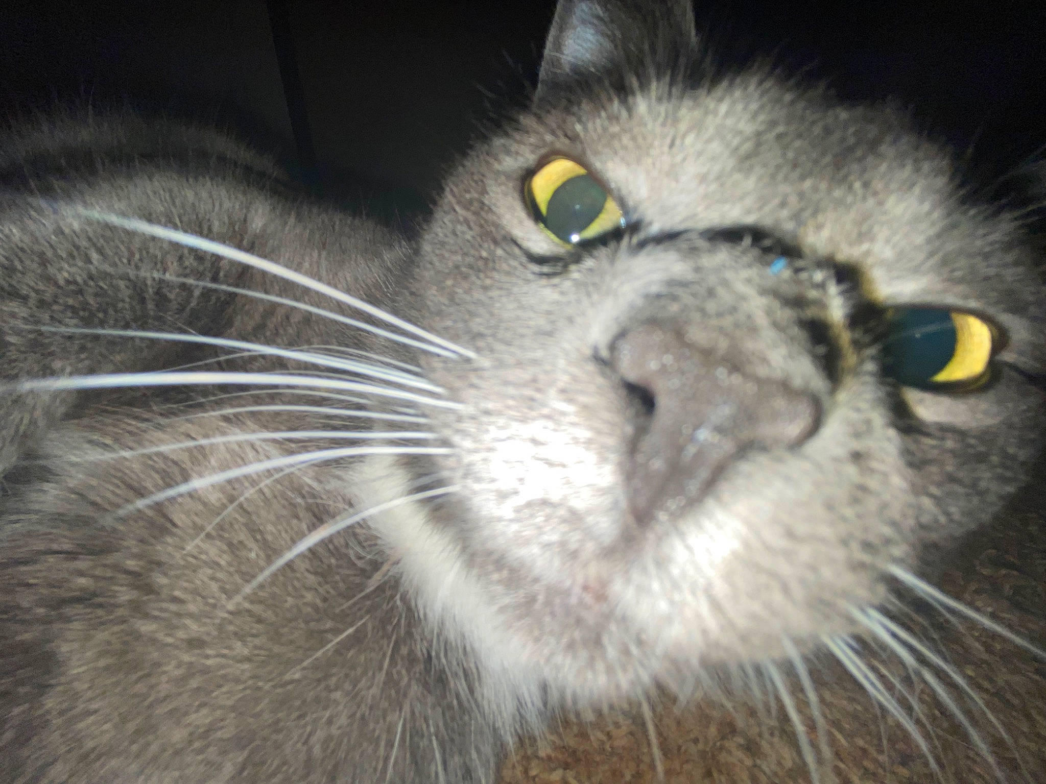 Beans is registered to the contest to win money with this photo: black_cat, carnivore, cat, close_up, domestic_short_haired_cat, ear, felidae, fur, grey, small_to_medium_sized_cats, snout, terrestrial_animal, whiskers