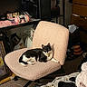 Bean joined the competition — help win amazing prizes! cat, black_and_white_cat, chair, pink_chair, indoor, cluttered_room, computer_desk, headphones, keyboard, monitor, clothes, storage_drawers, carpet, bag, decor, lamp, electronics, pet, feline, relaxed