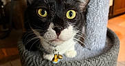 Bean joined the competition — help win amazing prizes! cat, black_and_white, yellow_eyes, cat_tree, indoor, pet, curious, whiskers, collar, bell, feline, fur, closeup, playful, cute, animal, domestic, home, looking, face