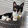 Bean is registered to the contest to win money with this photo: cat, tuxedo_cat, pet, indoor, cat_bed, gray_bed, yellow_eyes, collar, tags, sunlight, striped_light, relaxed, feline, whiskers, paws, curious, closeup, texture, cozy, resting