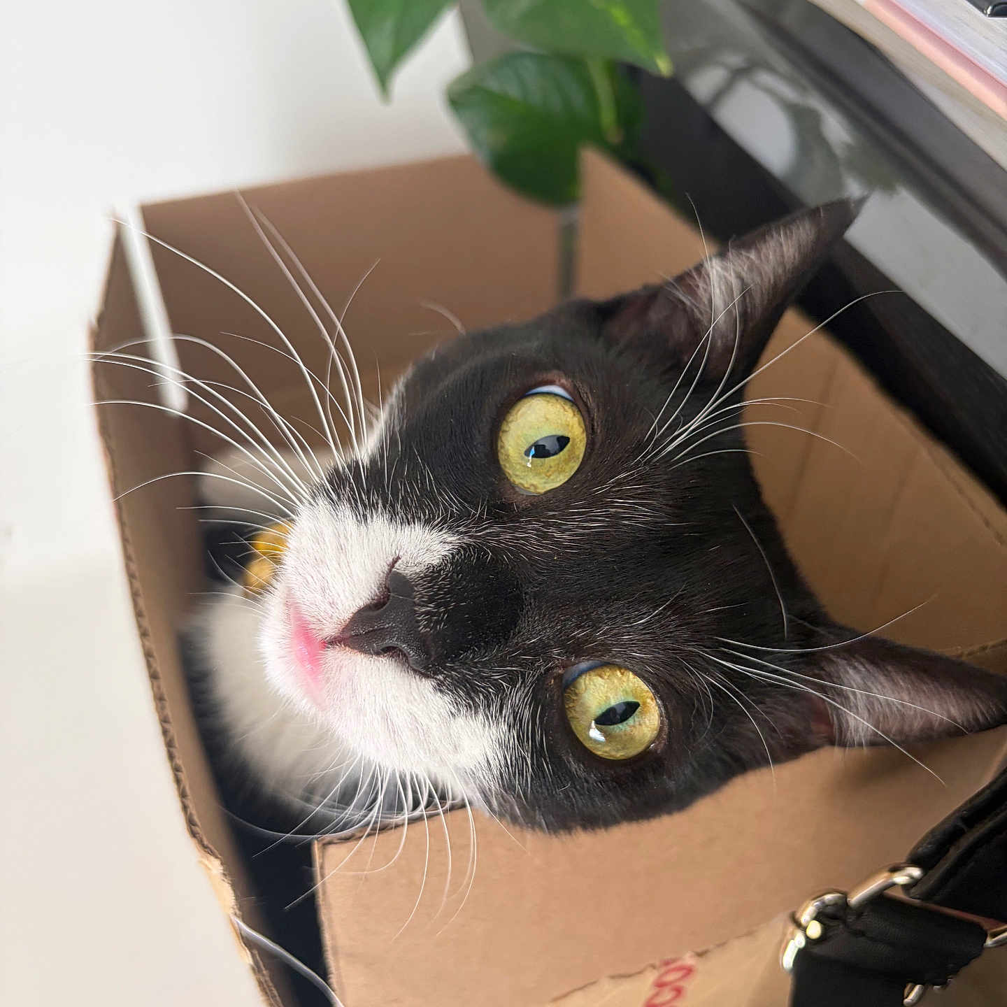 Bean is registered to the contest to win money with this photo: cat, tuxedo_cat, yellow_eyes, whiskers, cardboard_box, pink_nose, curious, pet, indoor, houseplant, green_leaves, close_up, feline, box, domestic_cat, black_and_white, animal, cute, looking_up, home