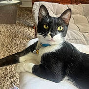 Bean is registered to the contest to win money with this photo: cat, black_and_white, yellow_eyes, collar, pet, indoor, feline, cushion, carpet, lounging, stretching, whiskers, ears, fur, relaxed, looking, animal, domestic, cute, home