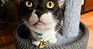 Bean joined the competition — help win amazing prizes! animal, bells, black_and_white, cat, cat_tree, close_up, collar, curious, cute, domestic_animal, feline, fur, home, indoor, looking_up, paw, pet, playful, whiskers, yellow_eyes