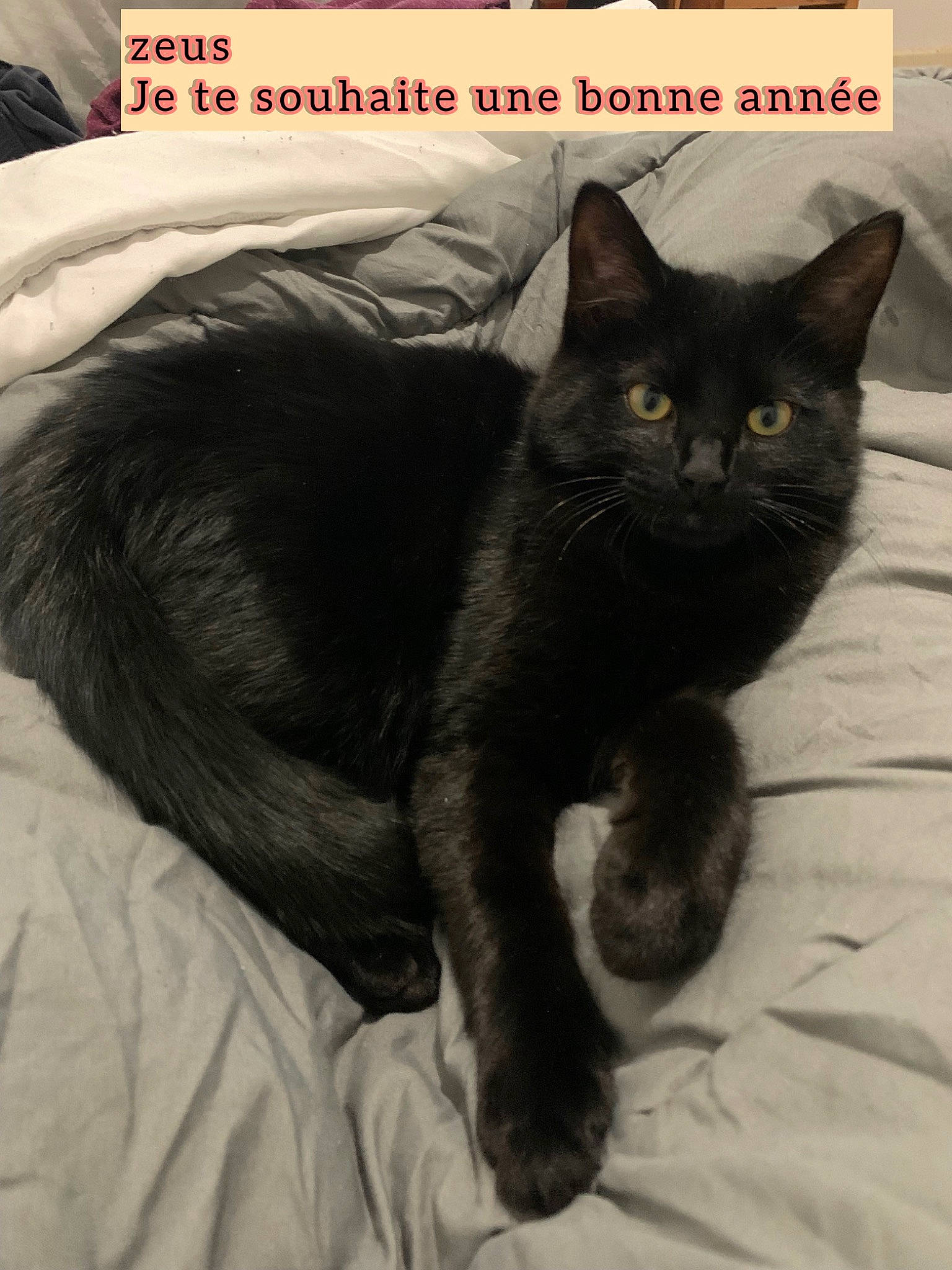 Zeus a rejoint le concours — aidez-le/la à gagner de superbes lots ! black_cat, bombay, carnivore, cat, claw, comfort, domestic_short_haired_cat, eye, felidae, font, fur, grey, paw, photo_caption, sitting, small_to_medium_sized_cats, snout, tail, terrestrial_animal, whiskers