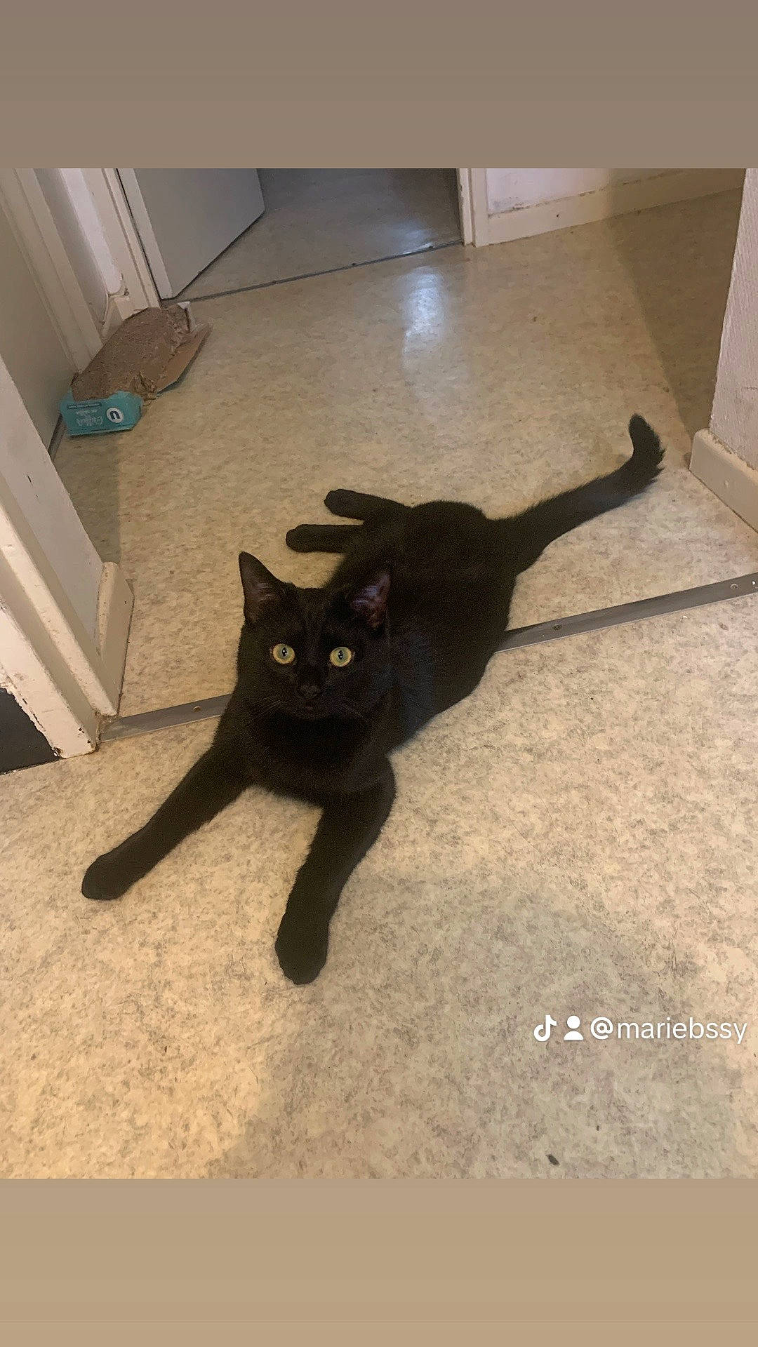 Zeus a rejoint le concours — aidez-le/la à gagner de superbes lots ! black_cat, bombay, carnivore, cat, domestic_short_haired_cat, felidae, floor, flooring, fur, hardwood, paw, shadow, small_to_medium_sized_cats, tail, terrestrial_animal, whiskers, wood
