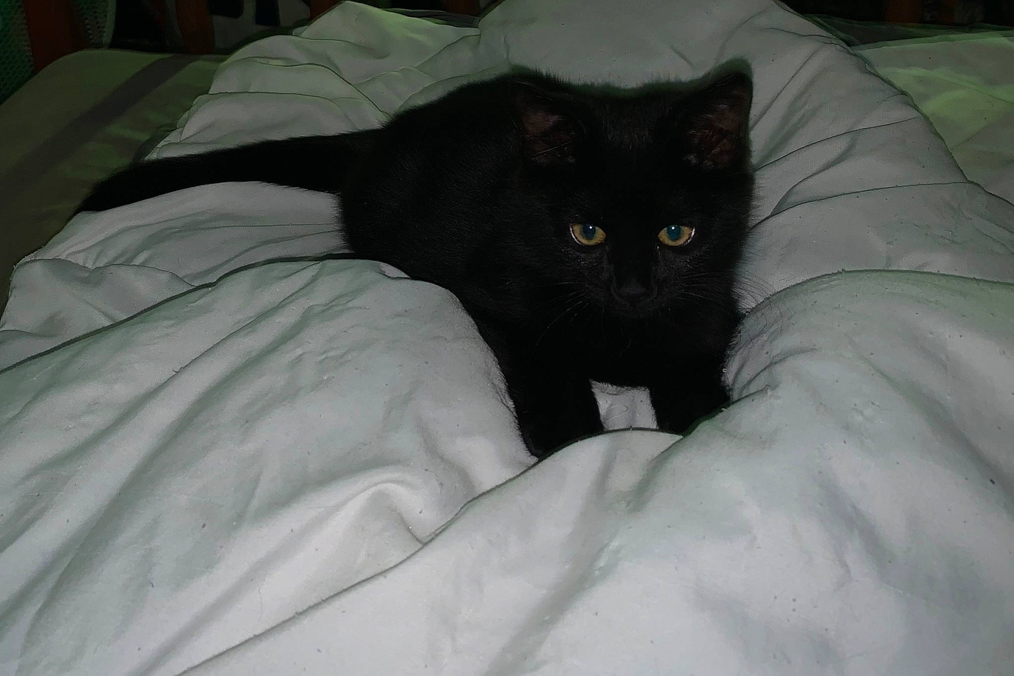 Zeus a rejoint le concours — aidez-le/la à gagner de superbes lots ! bed, bedding, black_cat, blanket, bombay, carnivore, cat, claw, comfort, domestic_short_haired_cat, felidae, fur, grey, linens, room, small_to_medium_sized_cats, snout, tail, terrestrial_animal, whiskers