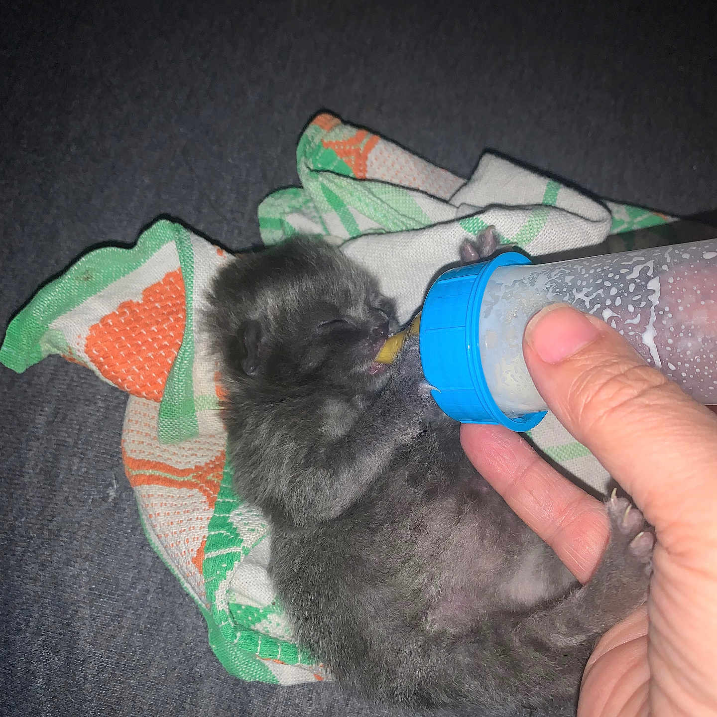 Goliath a rejoint le concours — aidez-le/la à gagner de superbes lots ! animal, blanket, bodypart, bottle, canine, cat, dog, face, finger, hand, head, kitten, manx, person, pet, photography, puppy, rat, rodent, waterbottle