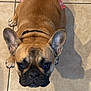 dog, french_bulldog, tile_floor, paws, ears, eyes, looking_up, pet, indoor, muzzle, fur, collar, shadow, pink_cloth, lying_down, closeup, cute, companion, ceramic_tile, small_dog