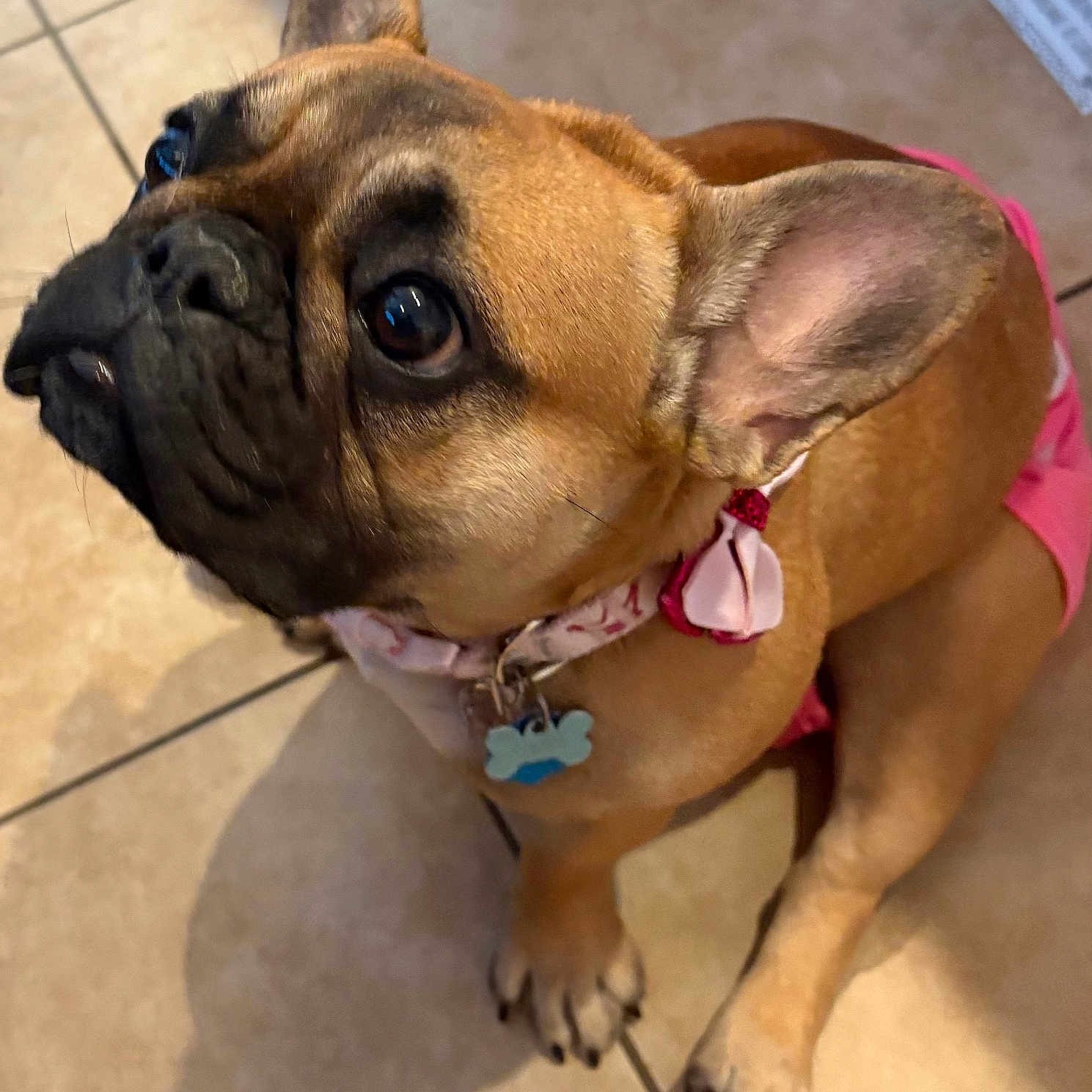 Luna is registered to the contest to win money with this photo: bow, brown_coat, close_up, collar, cute, dog, ear, eyes, french_bulldog, id_tag, indoor, looking_up, paws, pet, pink_clothing, portrait, shadow, sitting, snout, tile_floor