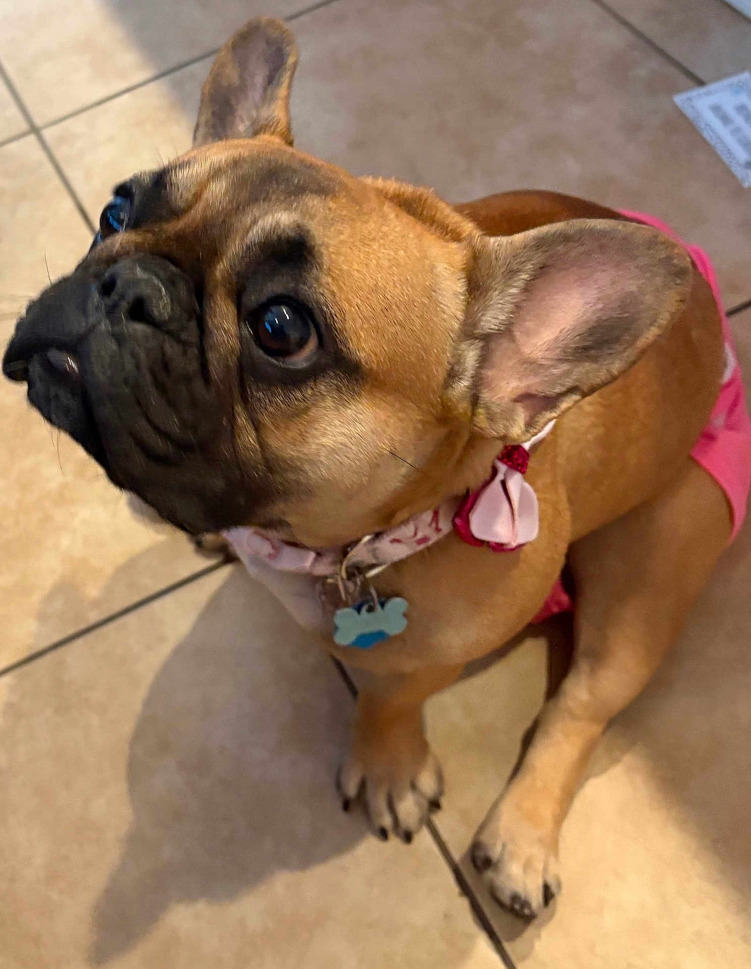 Luna is registered to the contest to win money with this photo: dog, french_bulldog, pet, indoor, tile_floor, collar, id_tag, pink_clothing, ear, eyes, snout, paws, brown_coat, close_up, looking_up, sitting, shadow, bow, portrait, cute