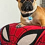 Luna joined the competition — help win amazing prizes! dog, french_bulldog, pet, collar, id_tag, blanket, spiderman_blanket, superhero_pattern, paw, ears, brown_fur, muzzle, indoor, wall, couch, sitting, close_up, portrait, looking_up, cute