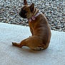 Luna is registered to the contest to win money with this photo: dog, french_bulldog, bow_tie, collar, sitting, patio, pebbles, concrete, brown_fur, short_hair, ears, looking_back, pet, canine, resting, portrait, outdoor, companion, paws, adorable