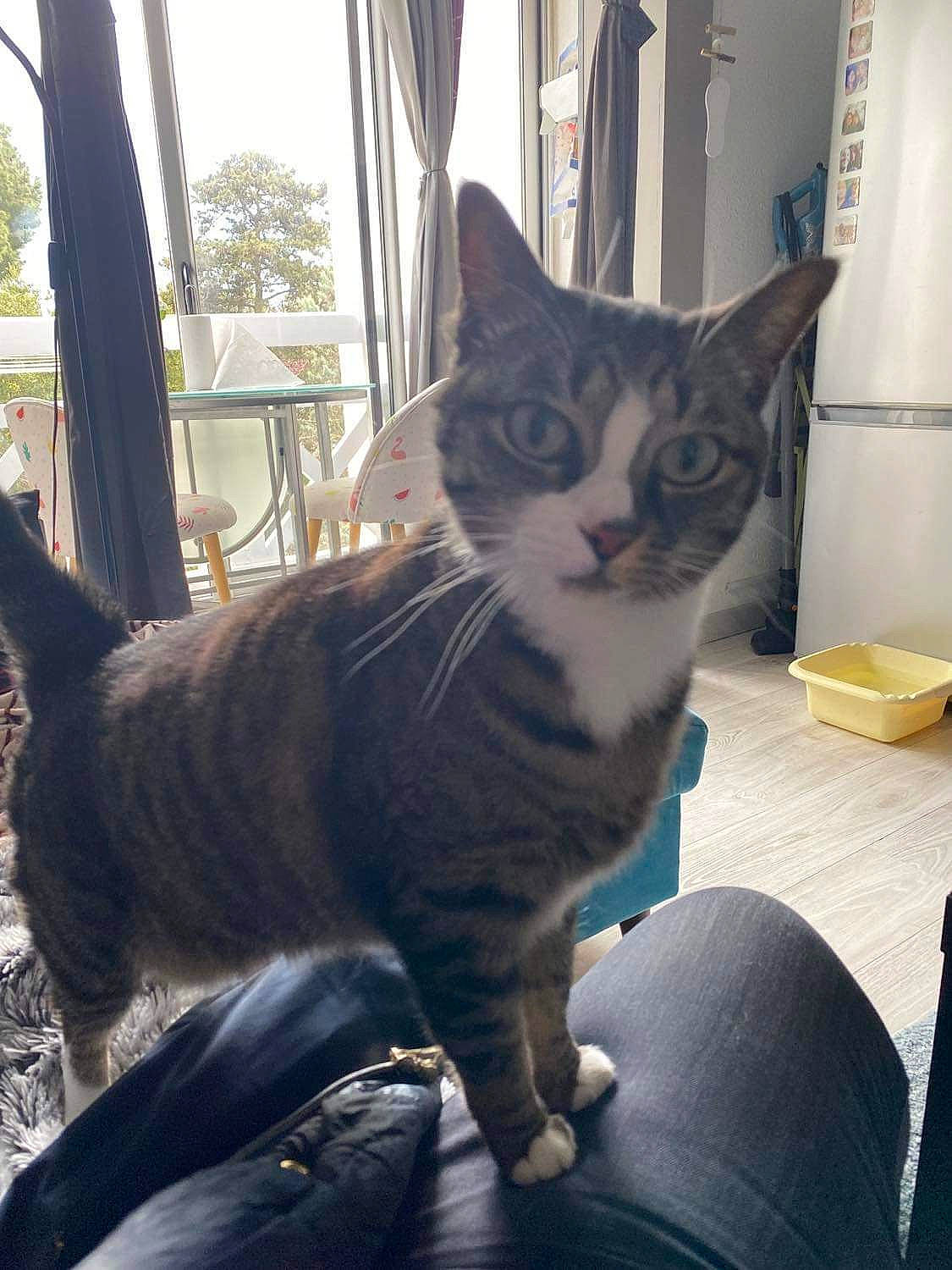 Tichat a rejoint le concours — aidez-le/la à gagner de superbes lots ! carnivore, cat, claw, comfort, curtain, domestic_short_haired_cat, door, felidae, fur, metal, paw, plant, sitting, small_to_medium_sized_cats, snout, tail, tree, whiskers, window