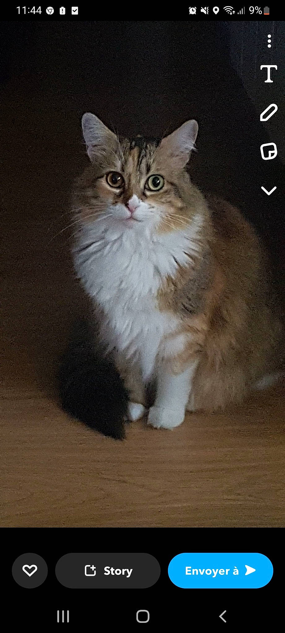 Comète participe au concours pour gagner de l'argent avec cette photo : british_longhair, carnivore, cat, domestic_short_haired_cat, felidae, fur, paw, small_to_medium_sized_cats, snout, tail, terrestrial_animal, whiskers, window