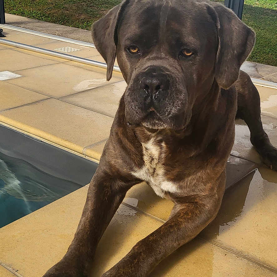 Nerros participe au concours pour gagner de l'argent avec cette photo : animal, brindle, canine, daytime, dog, ears, grass, large_dog, nature, nose, outdoor, paw, pet, poolside, relaxed, shadow, sunlight, tile_floor, wall, window