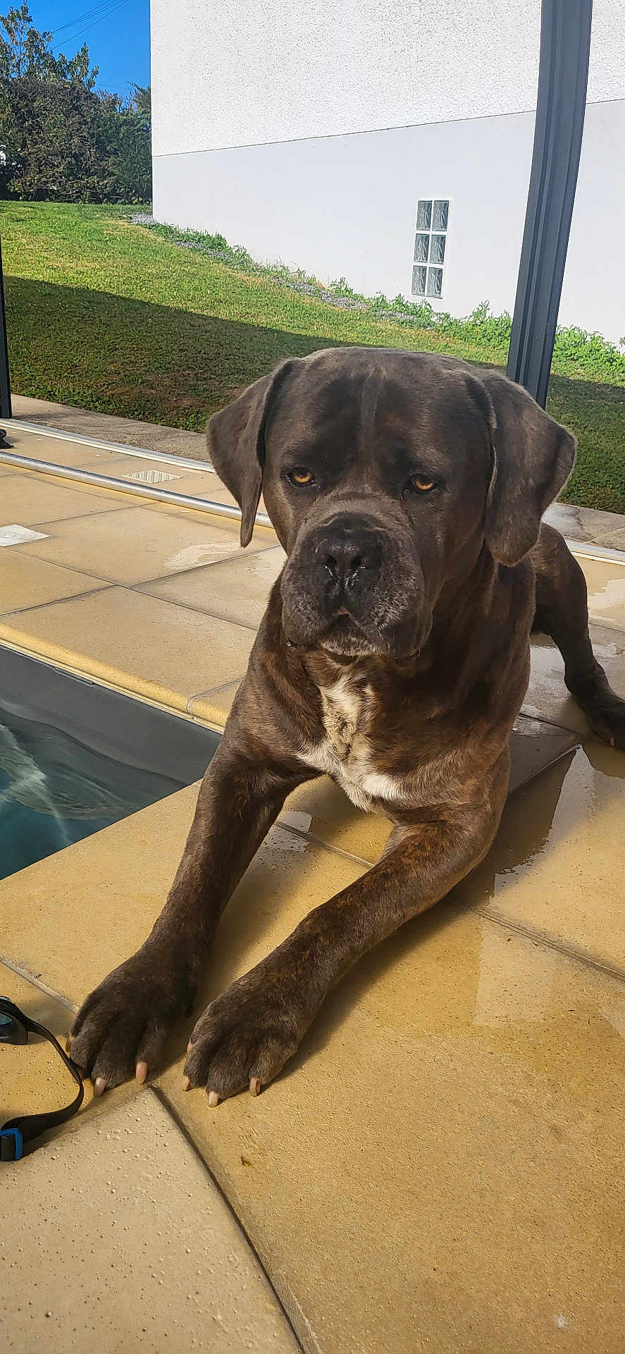 Nerros participe au concours pour gagner de l'argent avec cette photo : dog, brindle, poolside, tile_floor, outdoor, grass, sunlight, pet, canine, relaxed, large_dog, paw, nose, ears, wall, window, shadow, nature, daytime, animal
